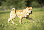 Shar Pei