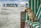 Shar Pei