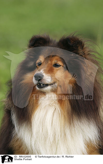 Sheltie Portrait / RR-02695