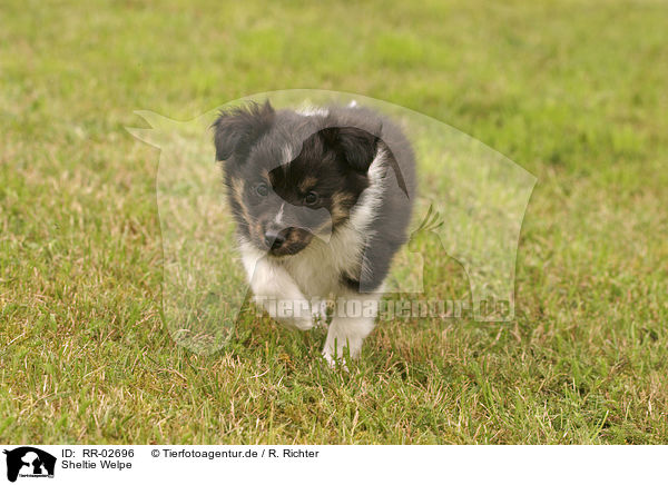 Sheltie Welpe / Puppy / RR-02696