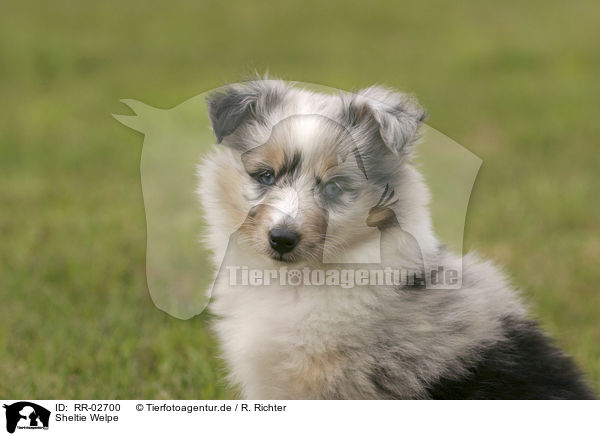 Sheltie Welpe / Puppy / RR-02700