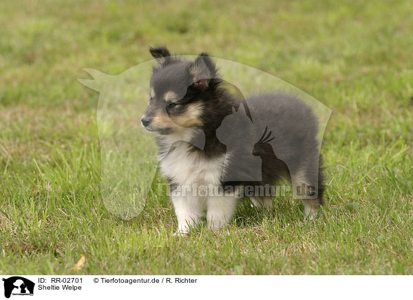 Sheltie Welpe / RR-02701