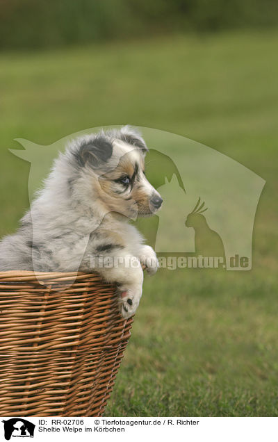 Sheltie Welpe im Krbchen / Sheltie Puppy in the basket / RR-02706