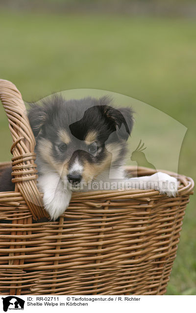 Sheltie Welpe im Krbchen / Sheltie Puppy in the basket / RR-02711