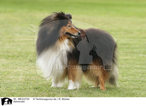 stehender / standing Sheltie / RR-02724