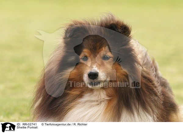 Sheltie Portrait / Sheltie Portrait / RR-02741