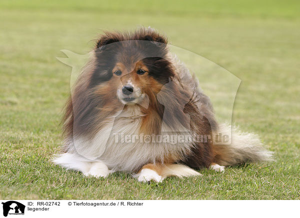 liegender / lying Sheltie / RR-02742