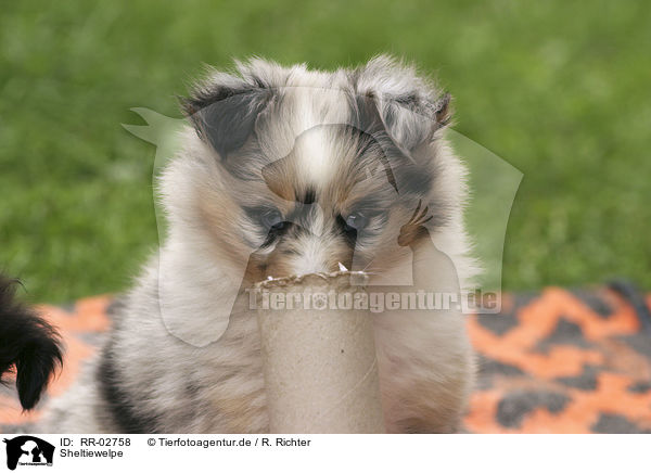 Sheltiewelpe / RR-02758