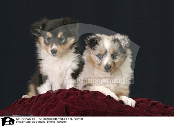 tricolor und blue merle Sheltie Welpen / Sheltie Puppies / RR-02765