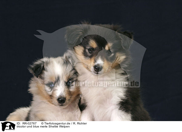 tricolor und blue merle Sheltie Welpen / Sheltie Puppies / RR-02767
