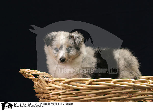Blue Merle Sheltie Welpe / Sheltie Puppy / RR-02772