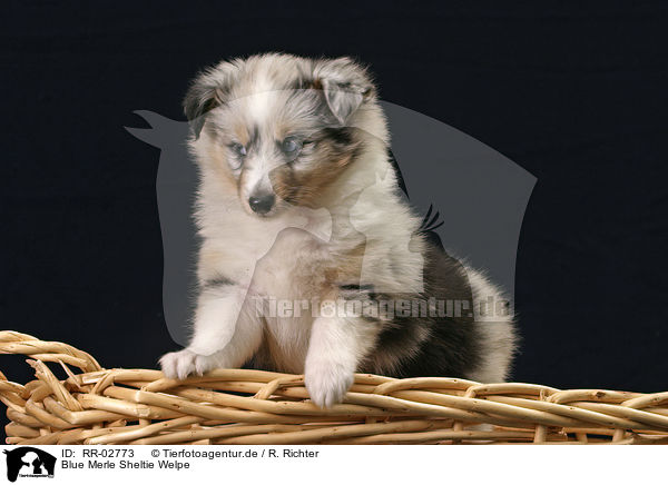 Blue Merle Sheltie Welpe / Sheltie Puppy / RR-02773