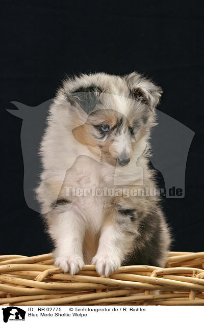 Blue Merle Sheltie Welpe / Sheltie Puppy / RR-02775