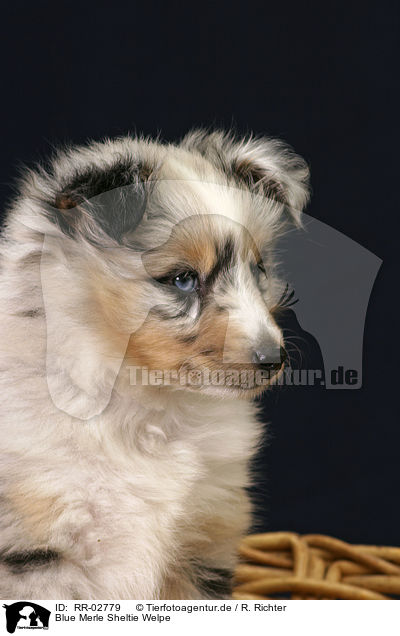 Blue Merle Sheltie Welpe / Sheltie Puppy / RR-02779