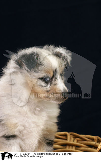 Blue Merle Sheltie Welpe / Sheltie Puppy / RR-02781