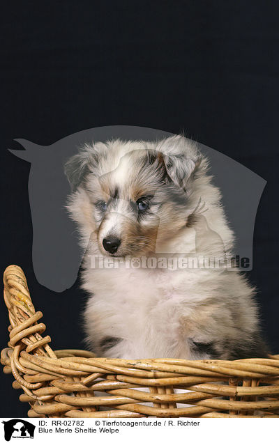 Blue Merle Sheltie Welpe / RR-02782