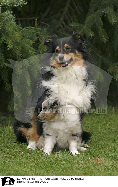 Sheltiemutter mit Welpe / sheltie mother & puppy / RR-02785