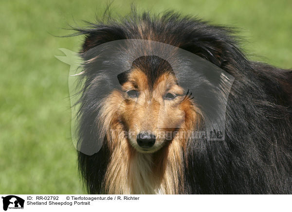 Shetland Sheepdog Portrait / Shetland Sheepdog Portrait / RR-02792