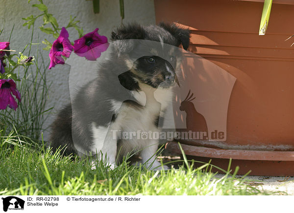 Sheltie Welpe / Shetland Sheepdog Puppy / RR-02798