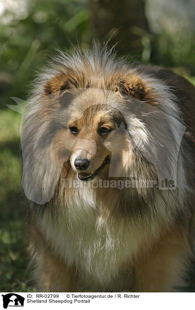 Shetland Sheepdog Portrait / RR-02799