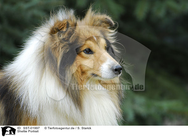 Sheltie Portrait / SST-01997