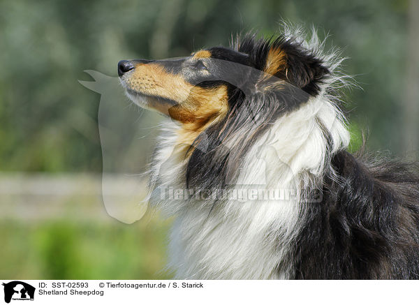 Shetland Sheepdog / Shetland Sheepdog / SST-02593