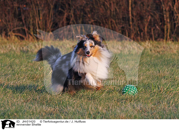 rennender Sheltie / JH-01420