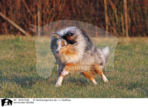 rennender Sheltie / running Shetland Sheepdog / JH-01430