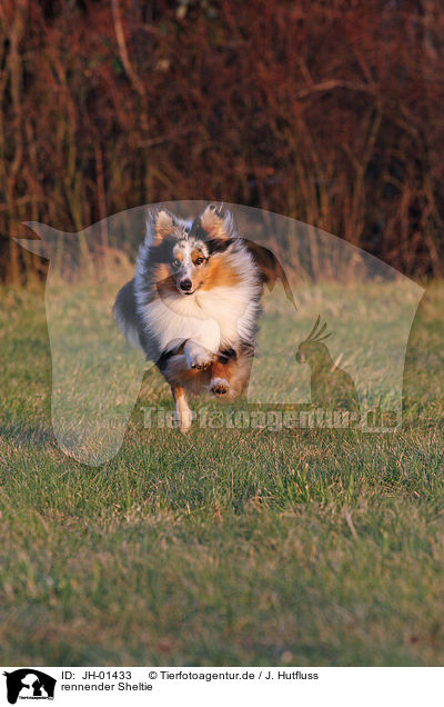 rennender Sheltie / running Shetland Sheepdog / JH-01433