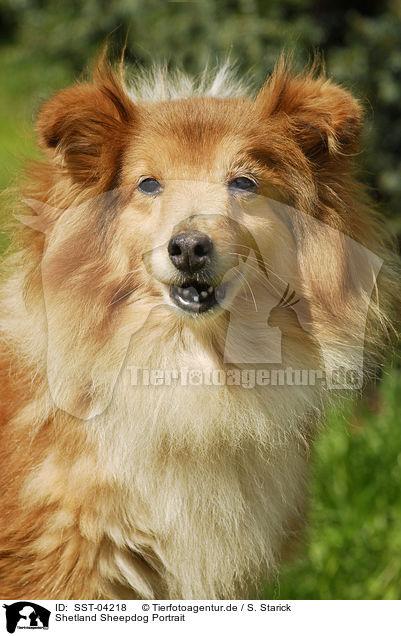 Shetland Sheepdog Portrait / Shetland Sheepdog Portrait / SST-04218