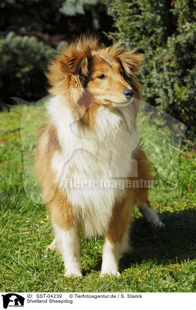 Shetland Sheepdog / SST-04239