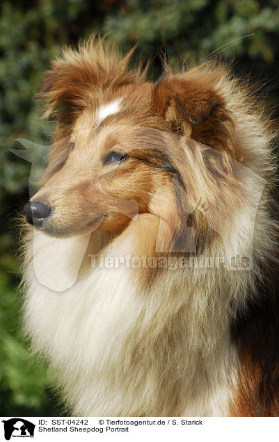 Shetland Sheepdog Portrait / SST-04242