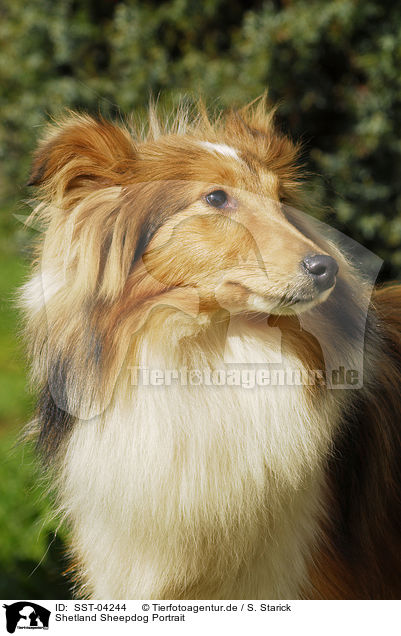 Shetland Sheepdog Portrait / SST-04244