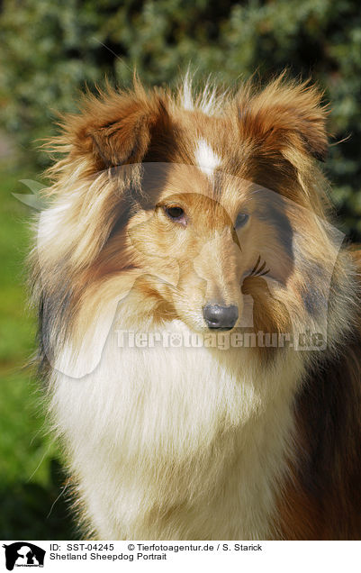Shetland Sheepdog Portrait / SST-04245