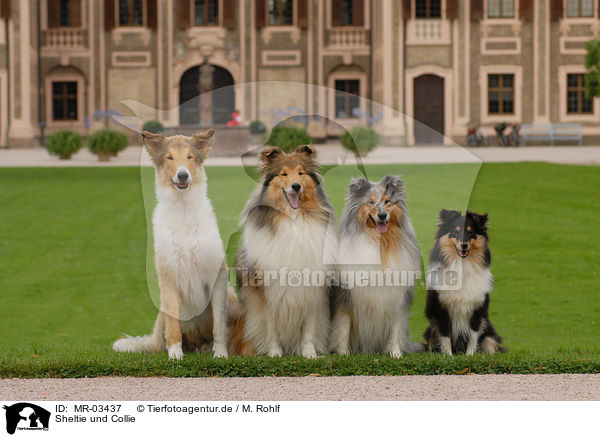 Sheltie und Collie / Sheltie and Collie / MR-03437