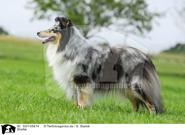 Sheltie / Shetland Sheepdog / SST-05814