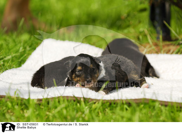 Sheltie Babys / Shetland Sheepdog Puppies / SST-05831