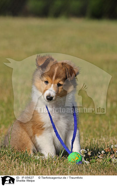 Sheltie Welpe / Shetland Sheepdog Puppy / IF-05627