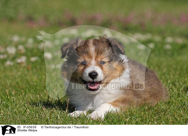 Sheltie Welpe / Shetland Sheepdog Puppy / IF-05639