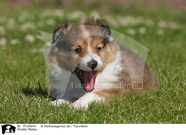 Sheltie Welpe / Shetland Sheepdog Puppy / IF-05644