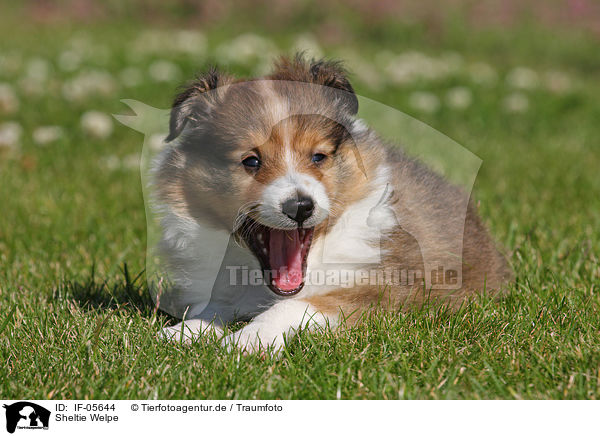 Sheltie Welpe / IF-05644