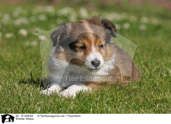 Sheltie Welpe / Shetland Sheepdog Puppy / IF-05648