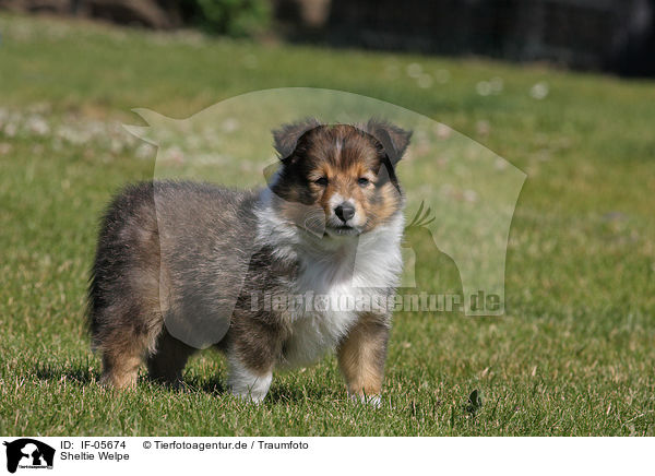 Sheltie Welpe / IF-05674