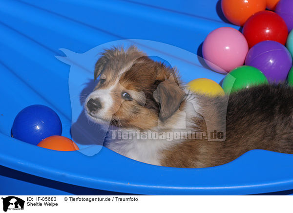 Sheltie Welpe / IF-05683