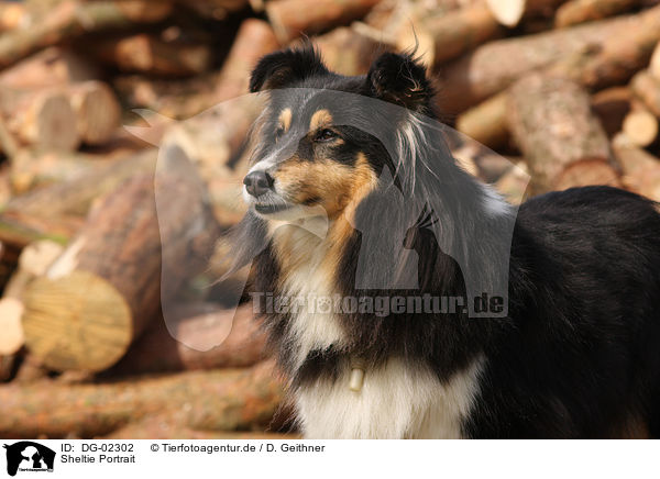 Sheltie Portrait / DG-02302