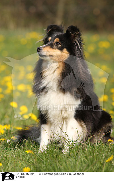 Sheltie / DG-02304