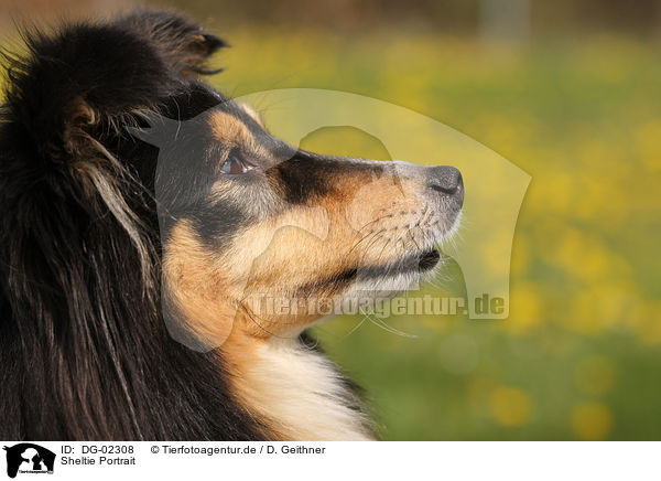 Sheltie Portrait / DG-02308