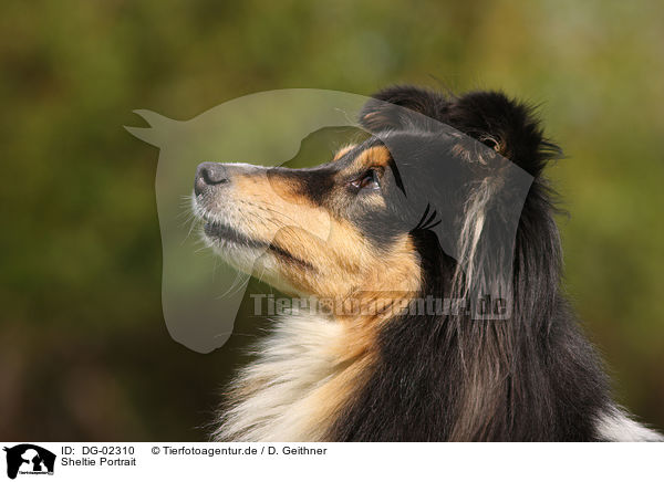 Sheltie Portrait / Shetland Sheepdog Portrait / DG-02310