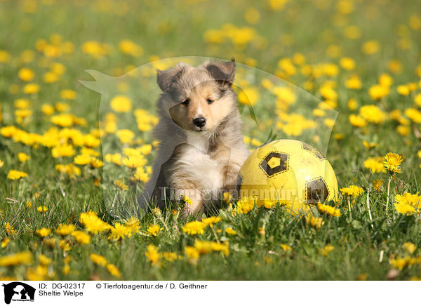Sheltie Welpe / DG-02317