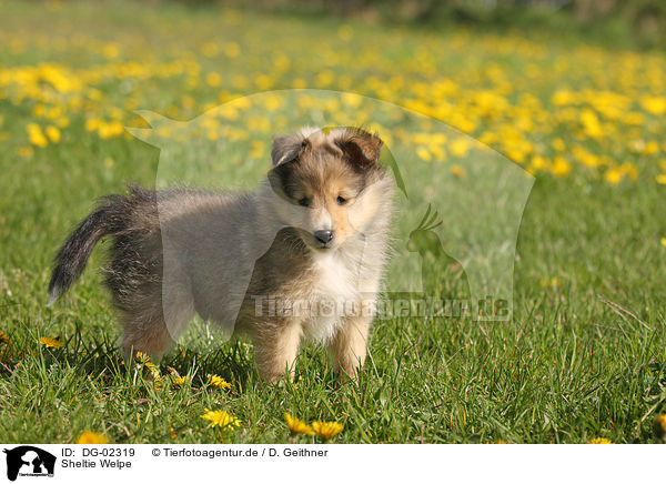 Sheltie Welpe / Shetland Sheepdog Puppy / DG-02319